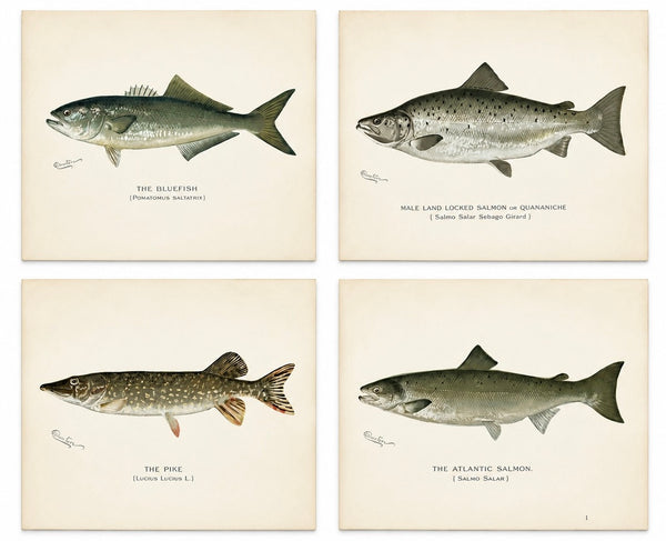 Bluefish, Atlantic Salmon, Pike & Landlocked Salmon - by Denton Circa 1903, S/4