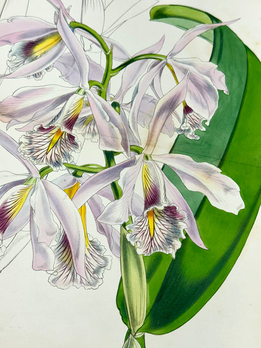 Cattleya Orchid Print by Curtis, 1856