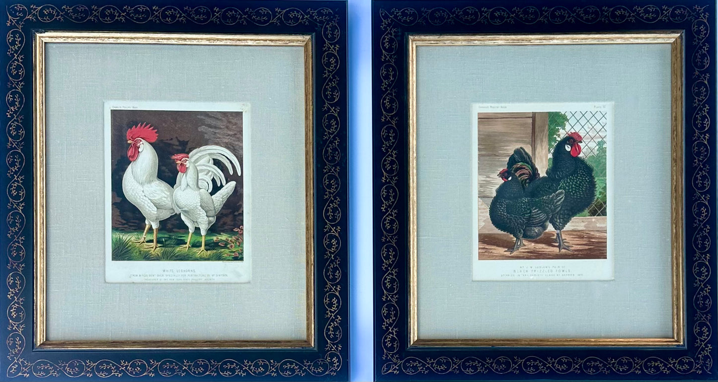 White Leghorn Chicken & Black Polish, Framed Pair By Cassell, 1890
