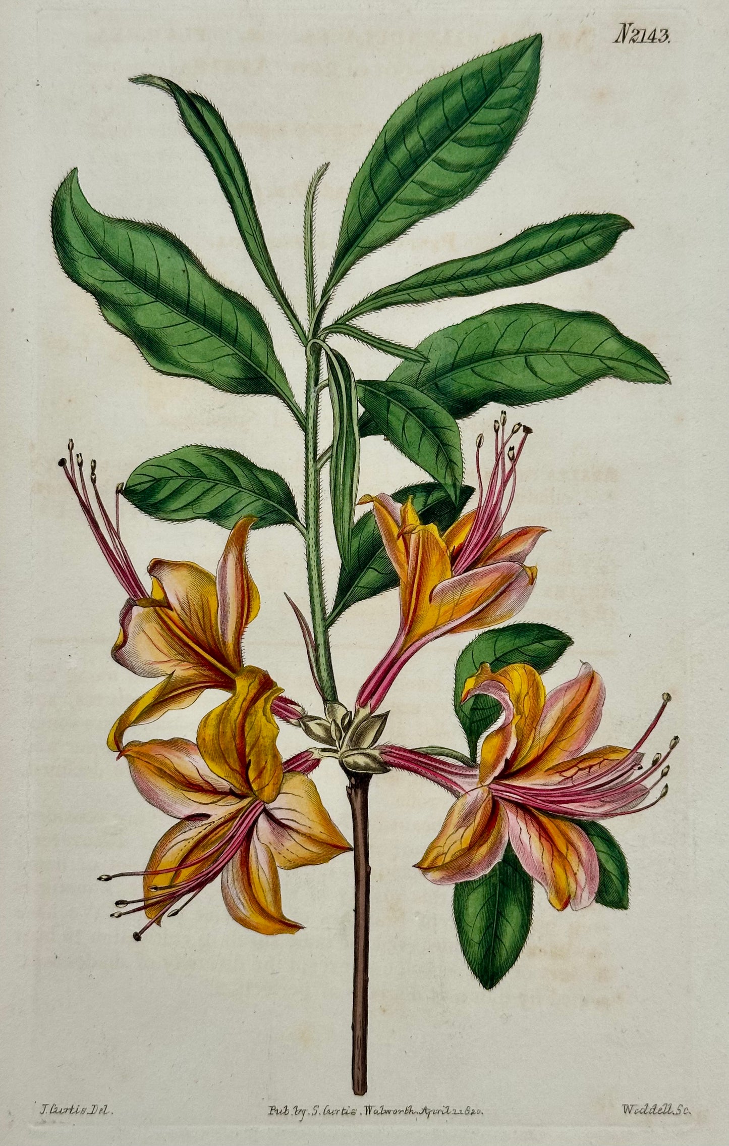 Azalea, Angel Flower, Lily, Soapwart Botanical Engravings by William Curtis, 1856 (Set of 4)