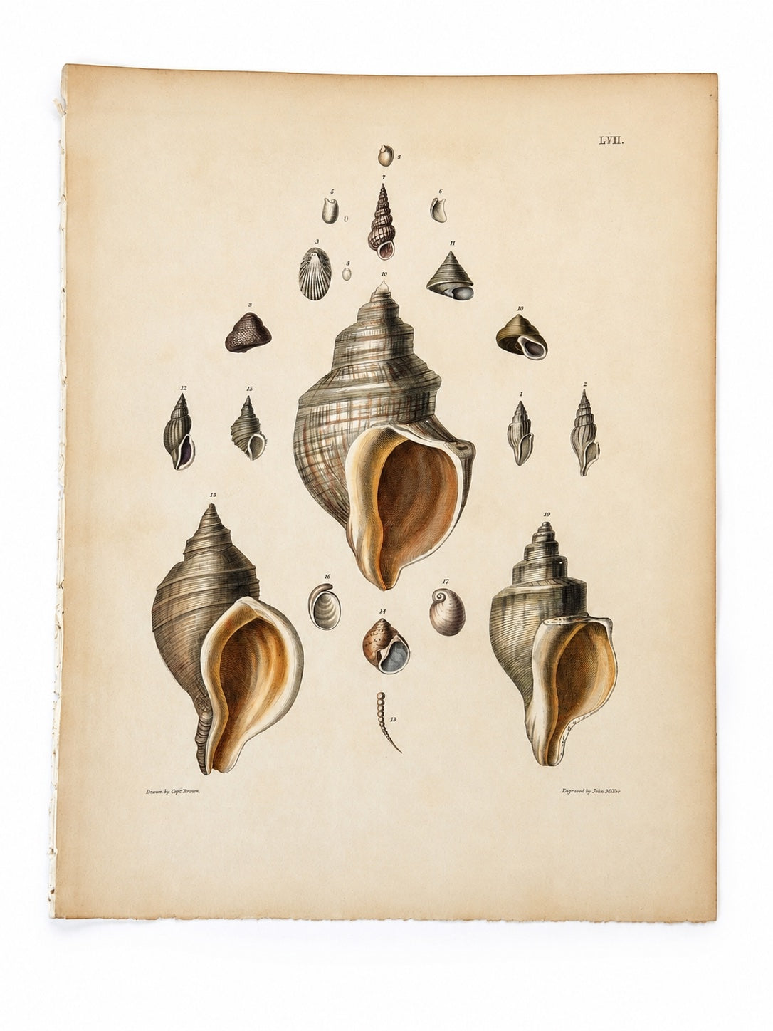 Early Republic (1783–1830) · Antique Prints, Inc.