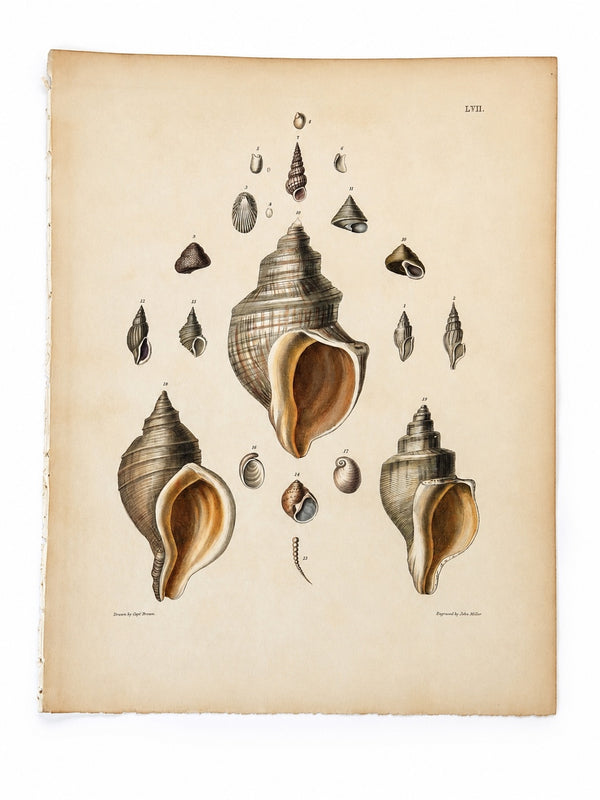Spindle & Turret Shells | Original Hand-Colored Shell Engraving – Captain Thomas Brown, Plate LVII | c. 1827
