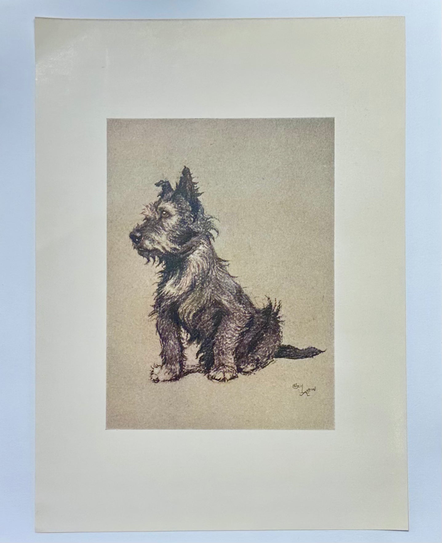 Cairn Terrier by Cecil Aldin, 1928
