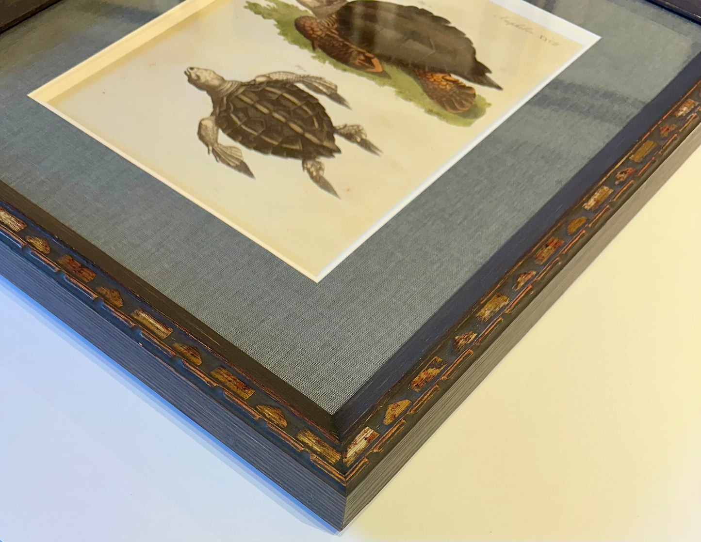 Loggerhead Sea Turtle by Friedrich Bertuch, 1795