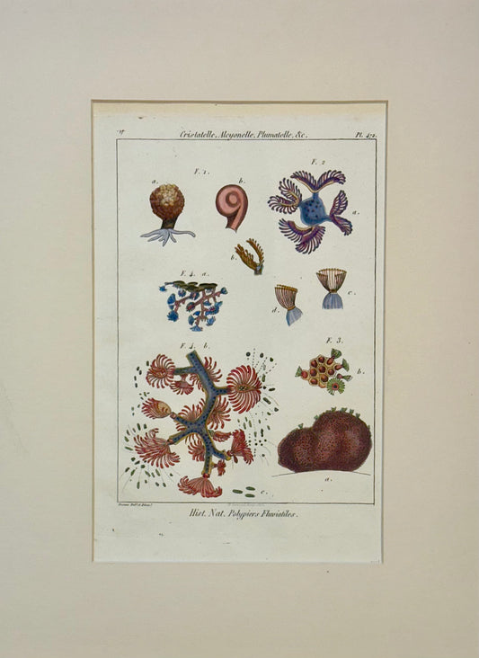 Ocean Coral by Diderot, 1763
