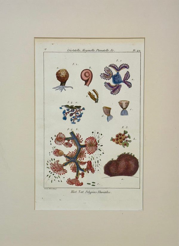 Ocean Coral by Diderot, 1763