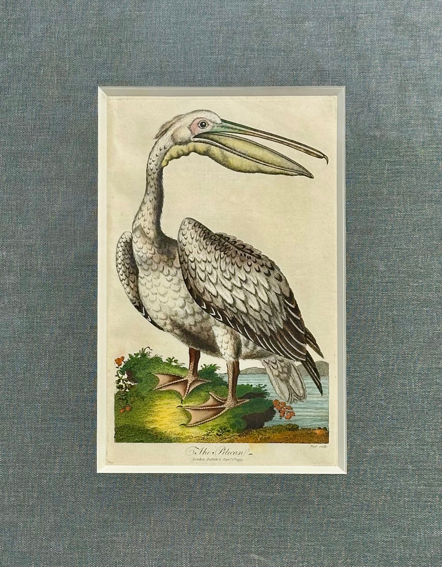 Antique Pelican framed print by J. Pass, 1797