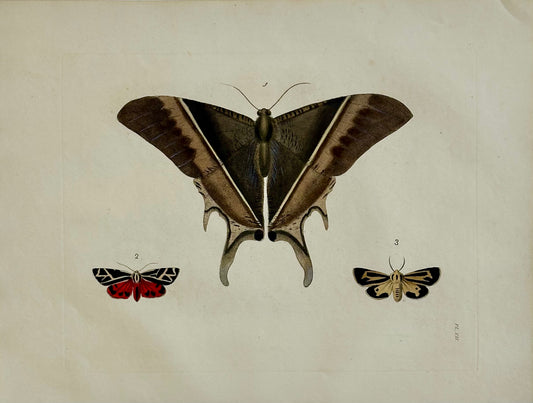Hawk Moths Original Engraving by Dru Drury, 1837