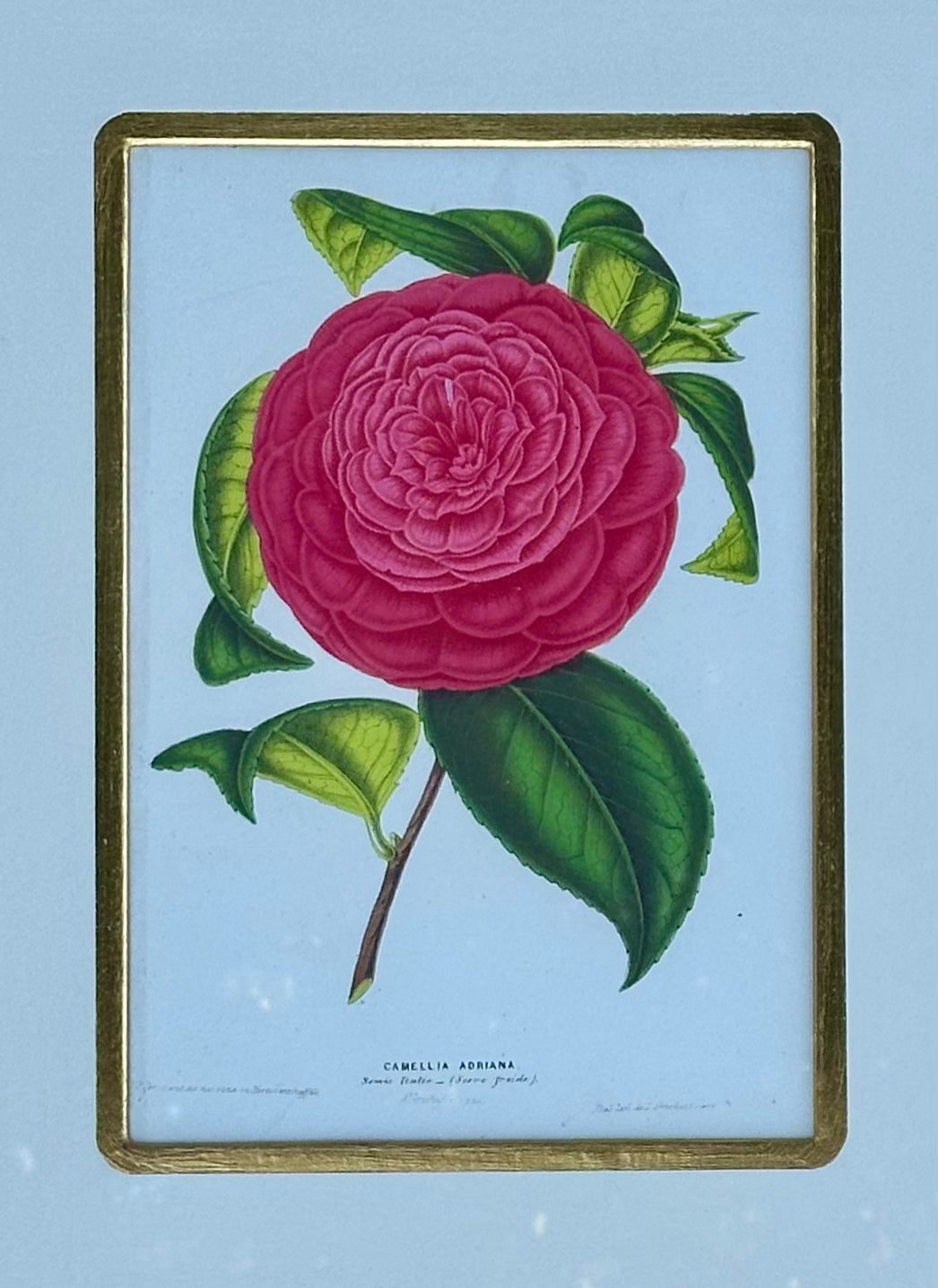 Camellia Prints, Framed Original Botanicals by Verschaffelt, 1845 (Set of 2)