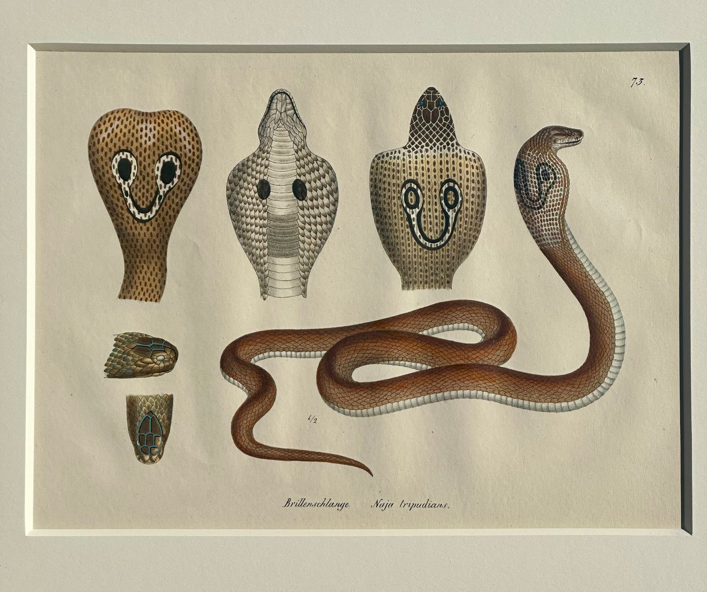 Cobra Snake Print by Schinz, Custom Framed