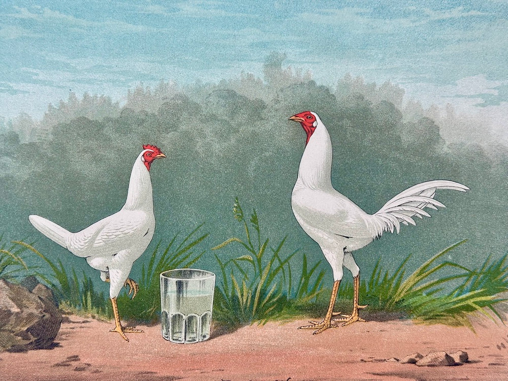 White Game Bantams Poultry Chromolithograph, Poultry World, circa 1879