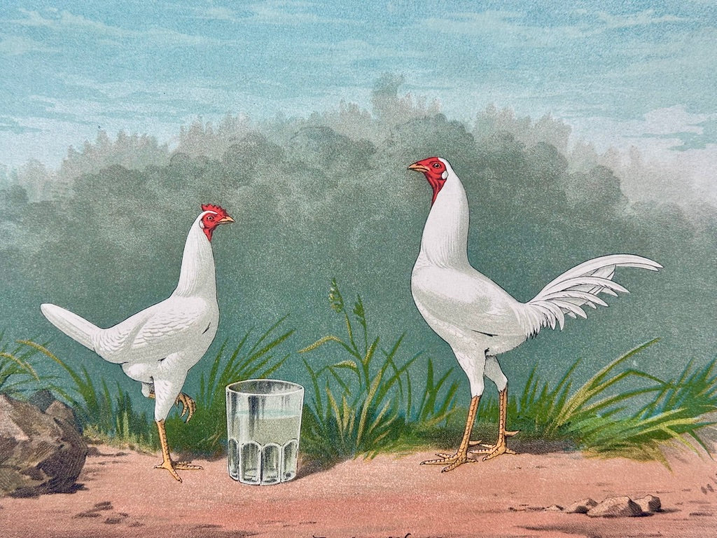 White Game Bantams Poultry Chromolithograph, Poultry World, circa 1879