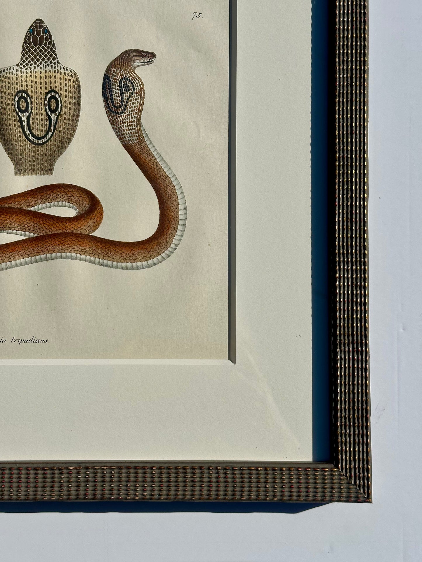 Cobra Snake Print by Schinz, Custom Framed