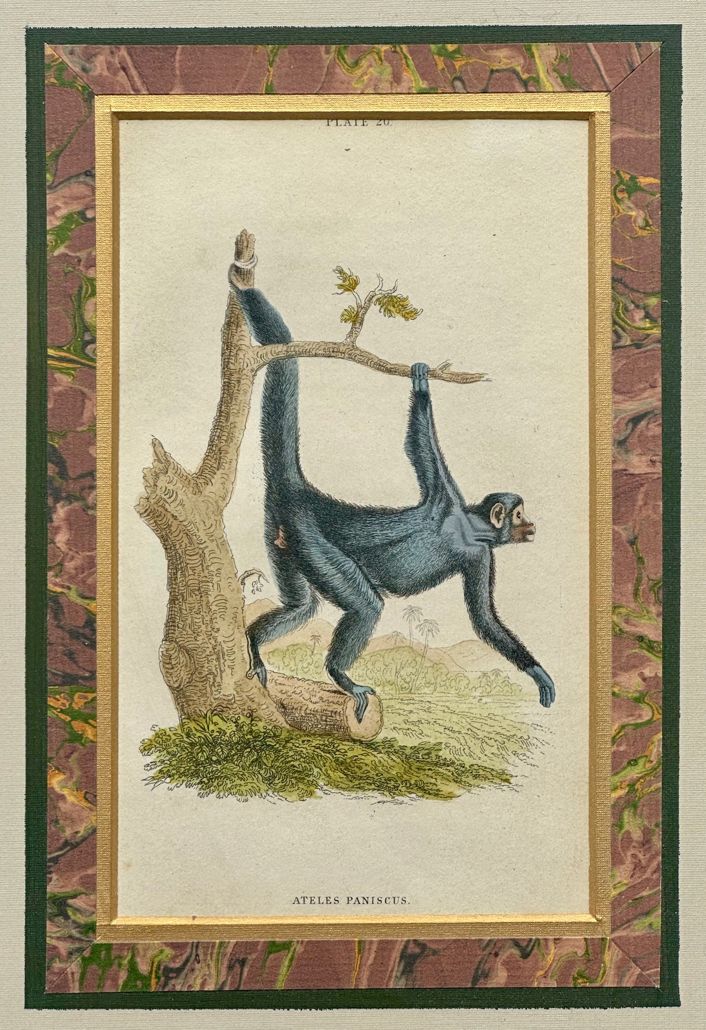 Spider Monkey Original Print, 1863
