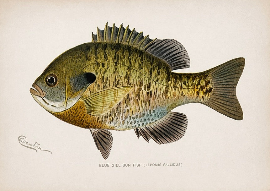 Blue Gill Sunfish & Chanel Bass by Denton, Circa 1903 (S/2)