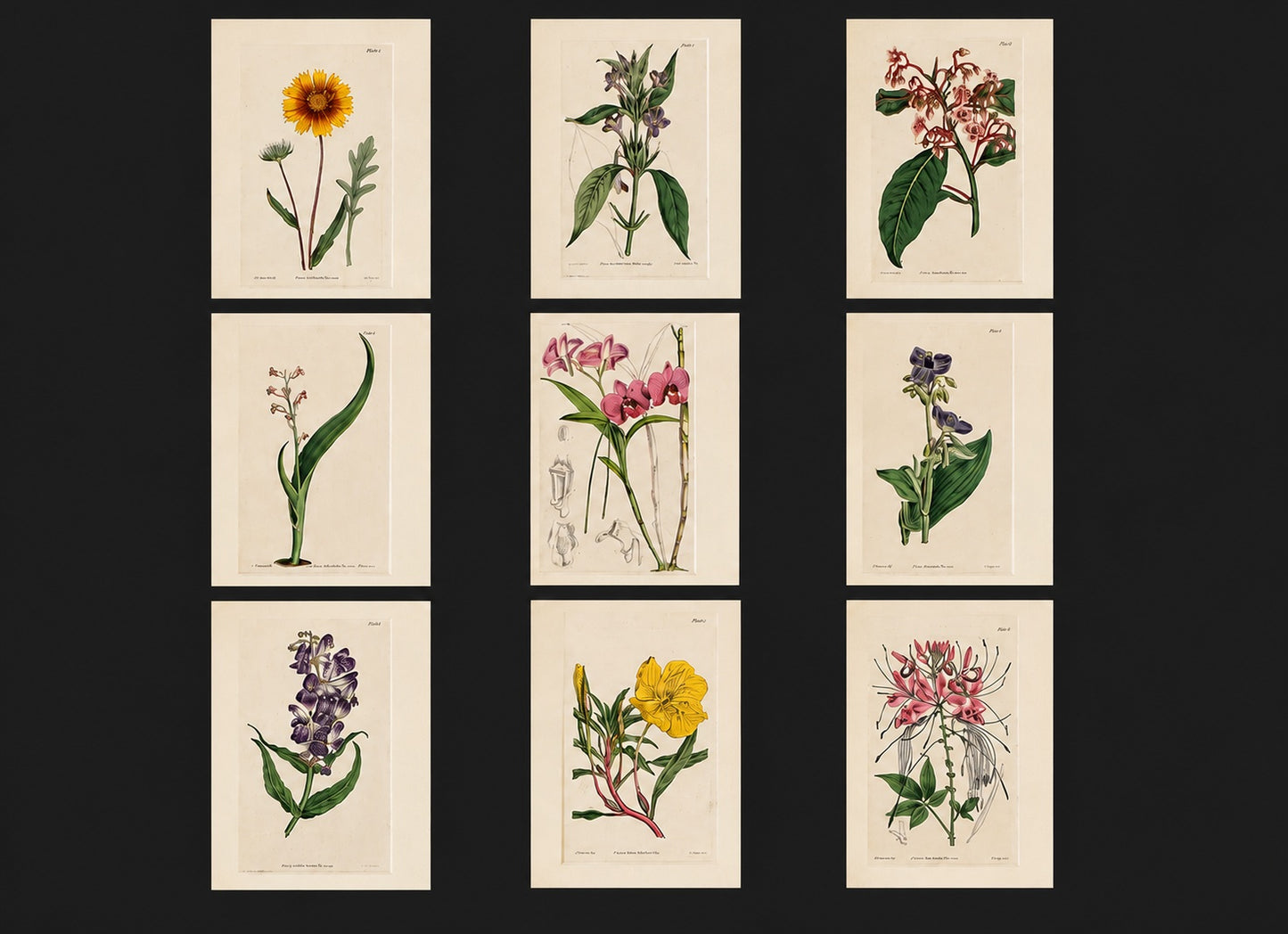 Set of 9 Framed Hand-Colored Botanical Engravings from William Curtis's Botanical Magazine, 19th Century