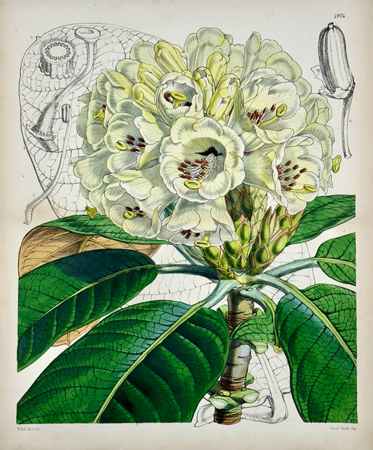 Rhododendron Print by William Curtis, 1856