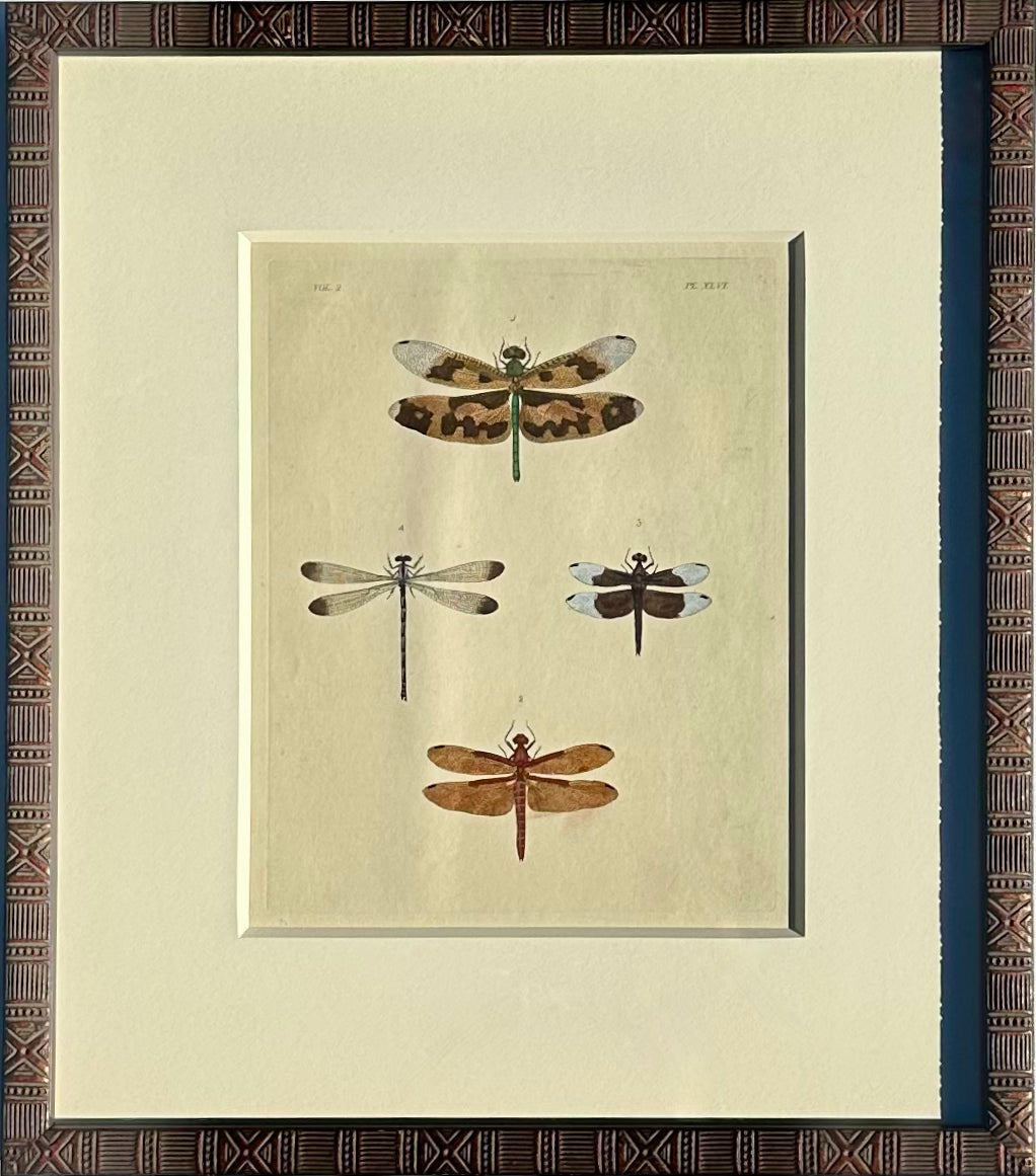 Dragonfly study, original print by Dru Drury, 1837