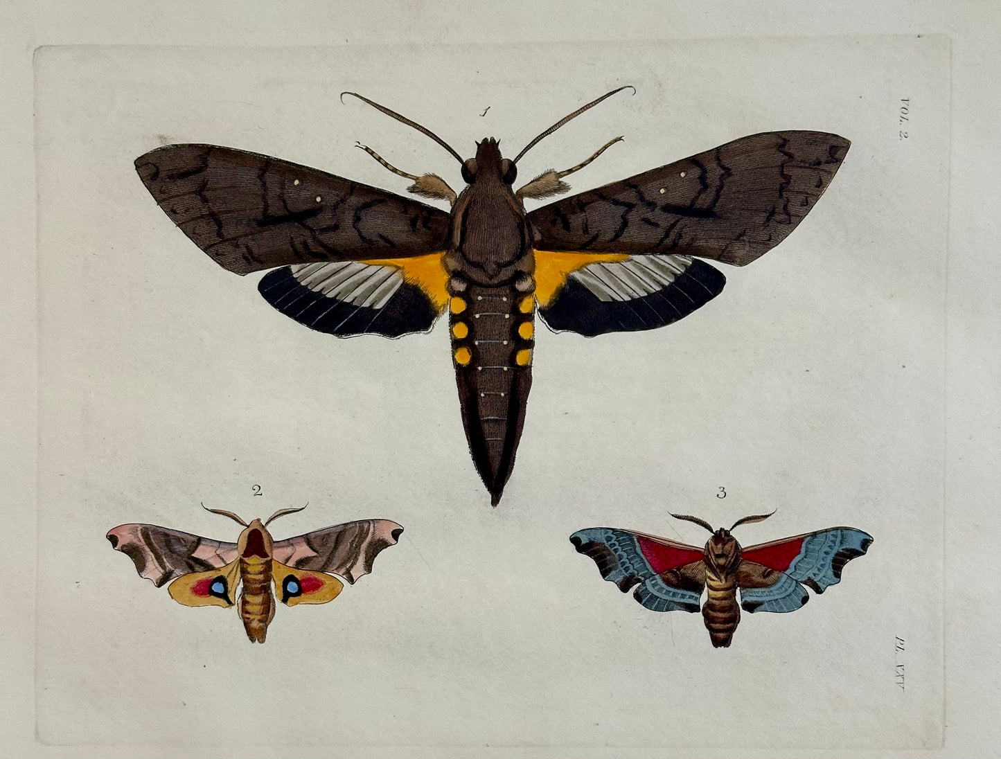 Sphinx Moths Original Engraving by Dru Drury, 1837