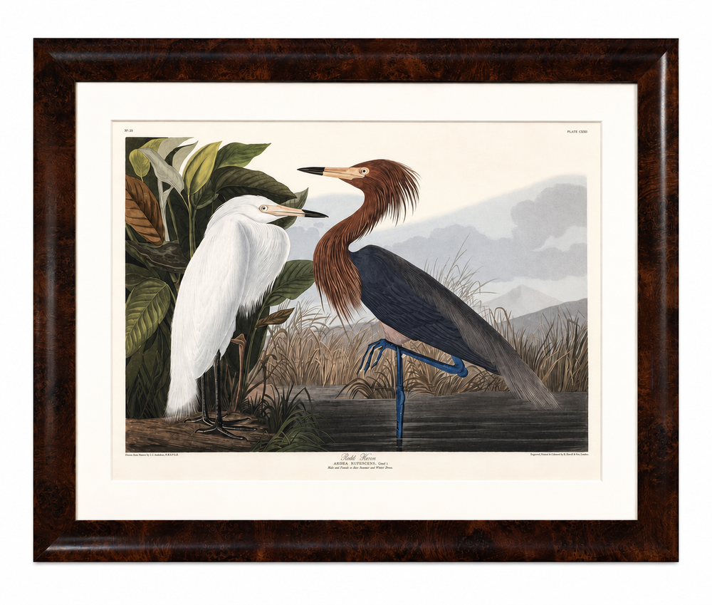 Purple Heron Adult & Young – White & Dark Plumage Audubon Bird Print – Princeton Limited Edition 1261/1500 – Framed 37 x 47" – Princeton Audubon Limited Edition After John James Audubon