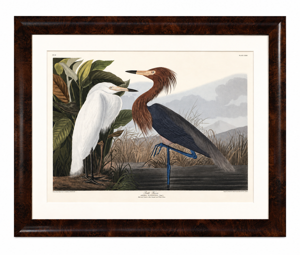 Purple Heron Adult & Young – White & Dark Plumage Audubon Bird Print – Princeton Limited Edition 1261/1500 – Framed 37 x 47" – Princeton Audubon Limited Edition After John James Audubon
