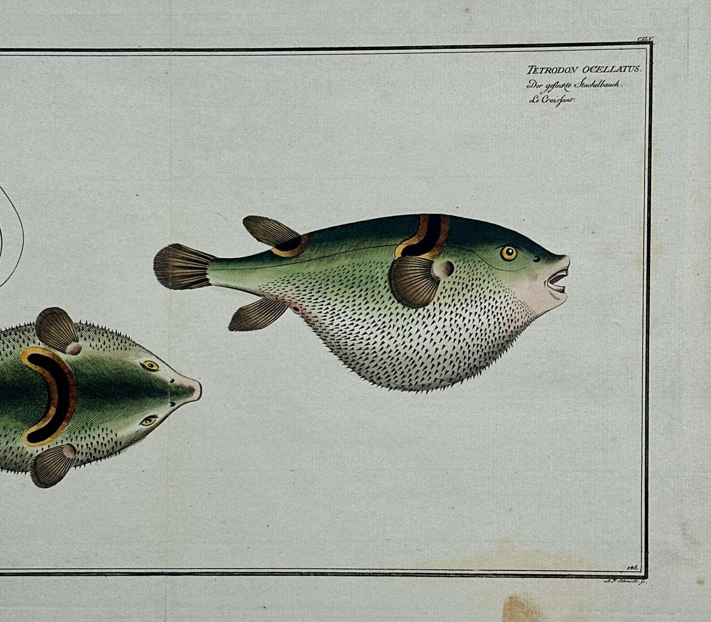 Puffer Fish Original Print by Bloch, 1782