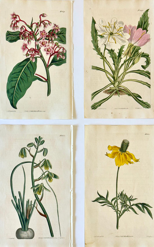 Original Botanical Engravings by William Curtis, 1816 (Set of 4)