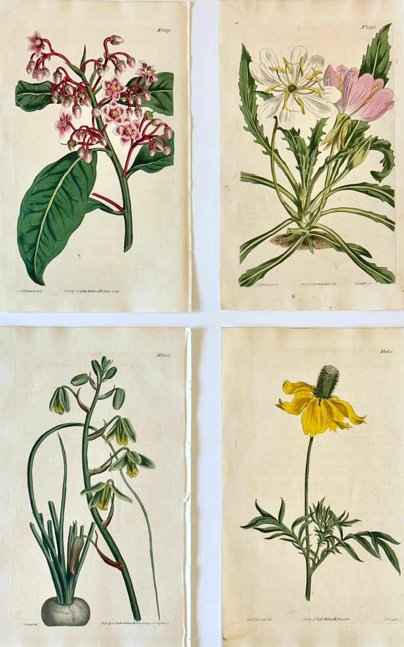 ボタニカルアート/ウィリアム・カーティス Original Botanical Engravings by William Curtis, 1816 (Set of 4