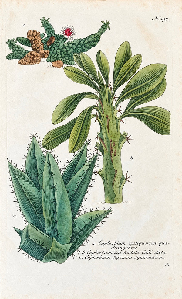 1737 Weinmann Succulent Spurge Botanical Print - Phytanthoza Iconographia Plate 497