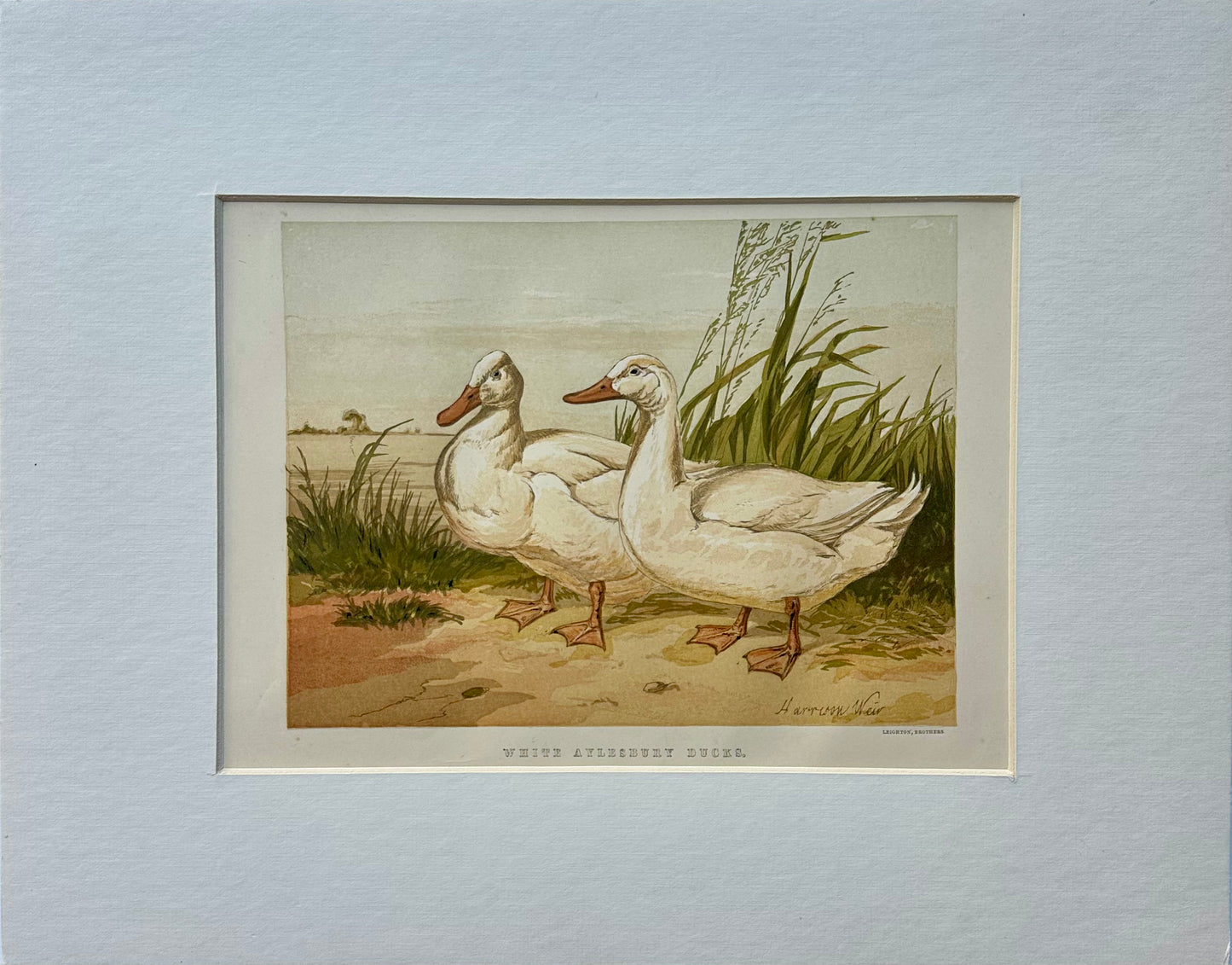 White Aylesbury Ducks by Harrison Weir, 1860
