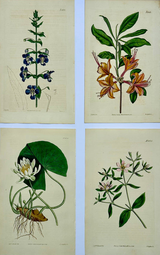 Azalea, Angel Flower, Lily, Soapwart Botanical Engravings by William Curtis, 1856 (Set of 4)