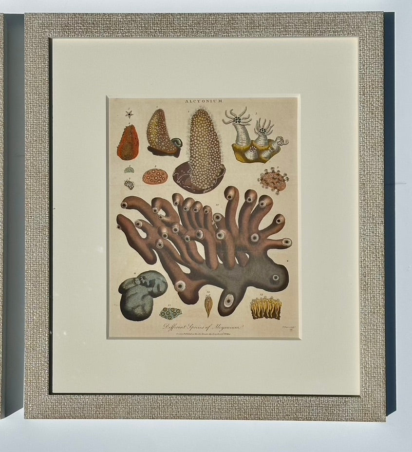 Starfish, Marine Life, Corals (1807), Set of 4 