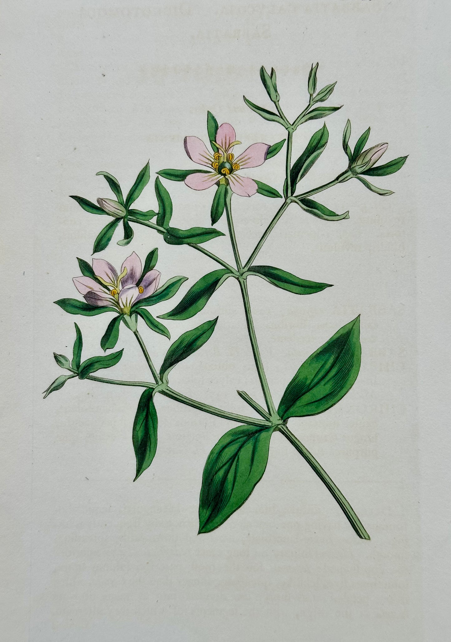 Azalea, Angel Flower, Lily, Soapwart Botanical Engravings by William Curtis, 1856 (Set of 4)