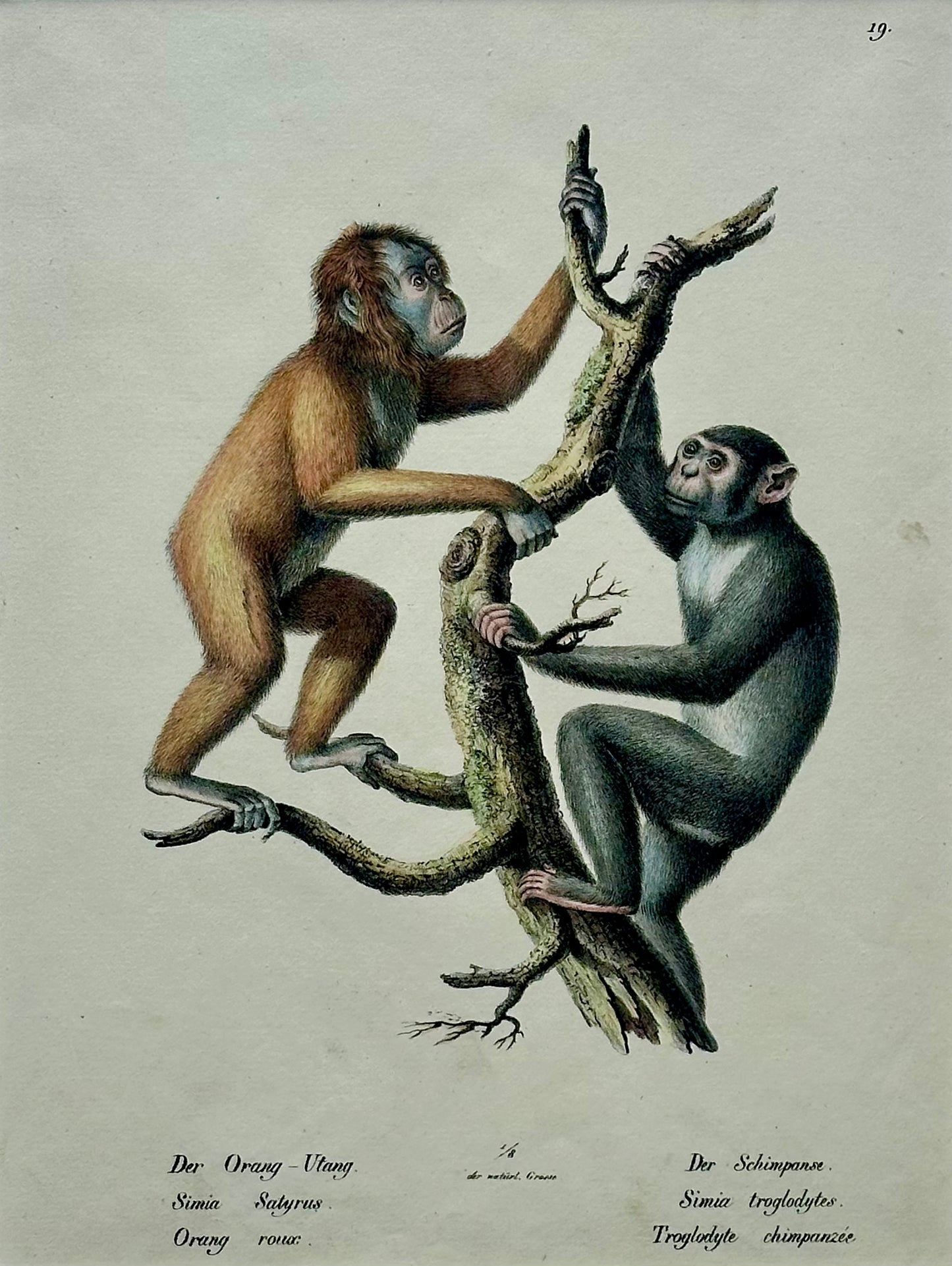 Orangutan and Chimpanzee Original lithograph by Brodtmann, 1824