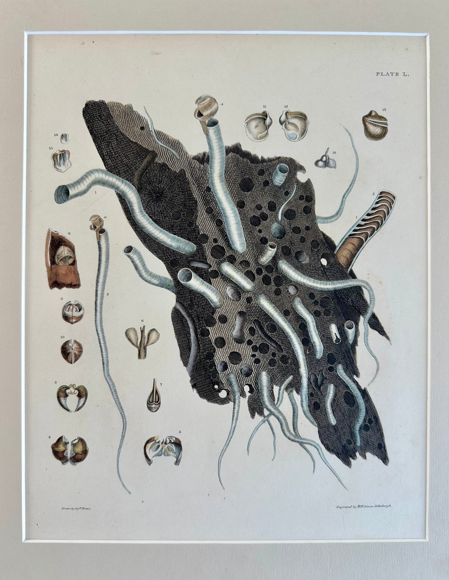 Coral Shells by Captain Brown, 1845