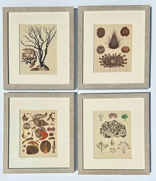Corals, Shells & Sea Urchins (1807), Set of 4