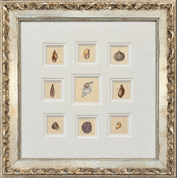 Antique Coastal Seashell Study | Custom Framed Collection | By Donovan, circa 1804