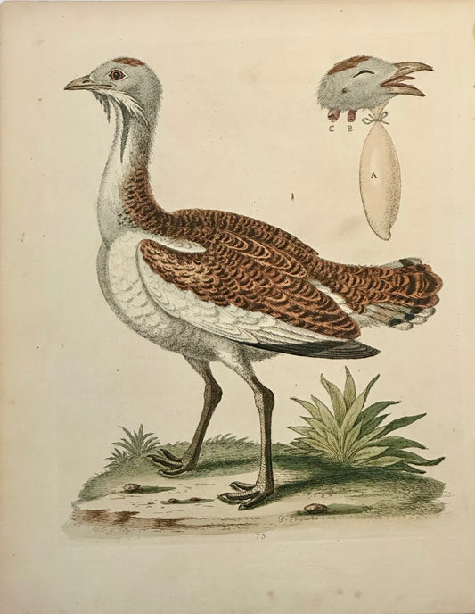 Great Bustard by George Edwards, 1740