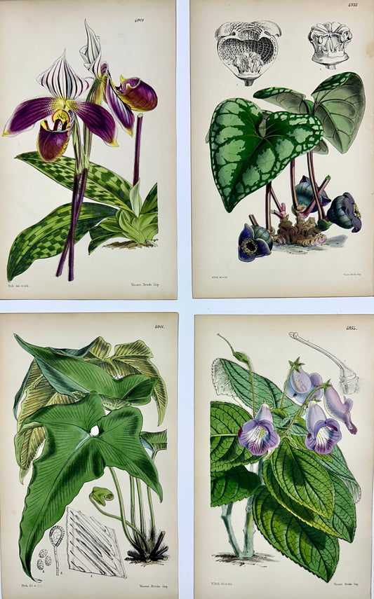 Botanical Engravings by William Curtis, 1856 (Set of 4)
