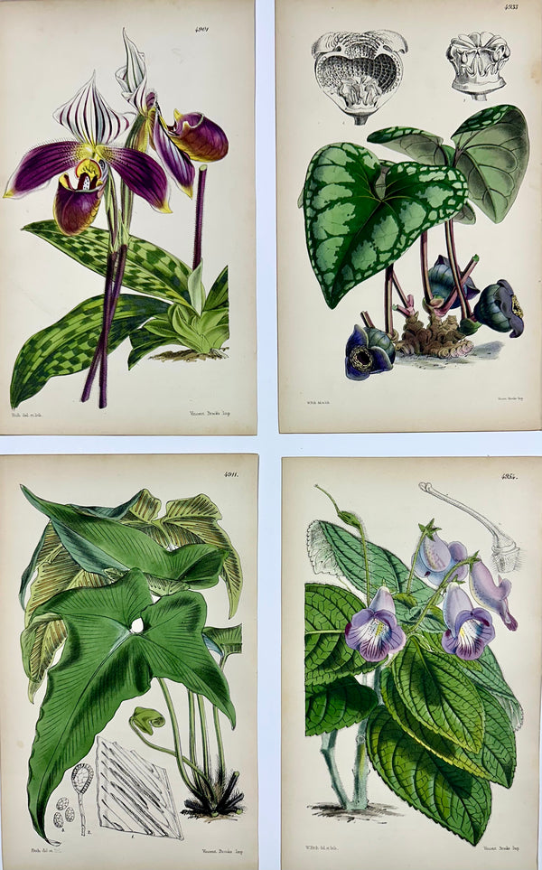 Botanical Engravings by William Curtis, 1856 (Set of 4)