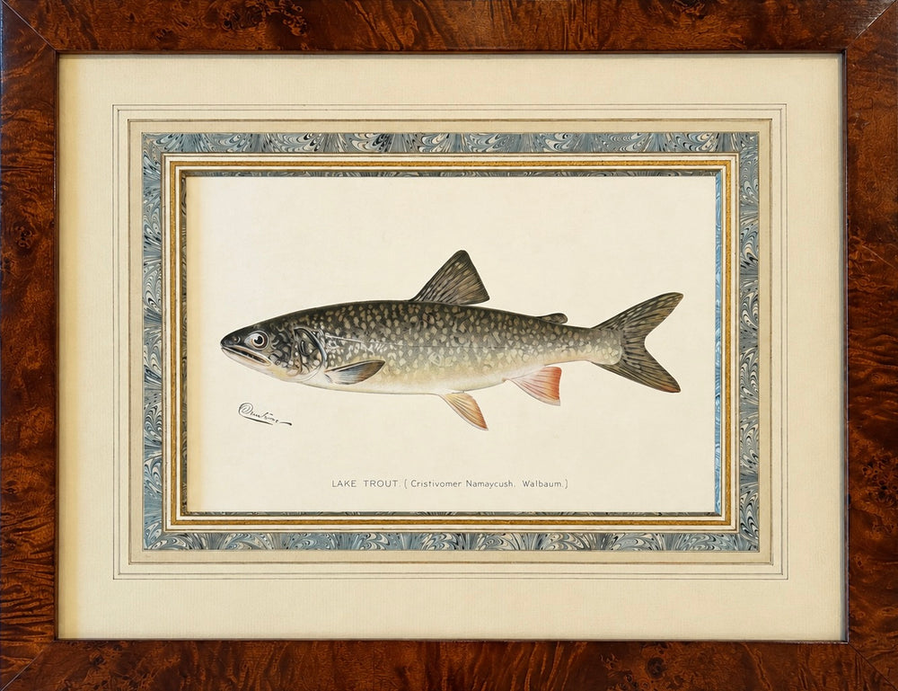 Lake Trout Fish Original Chromolithograph by Sherman F. Denton in Burl Wood Frame, 1897