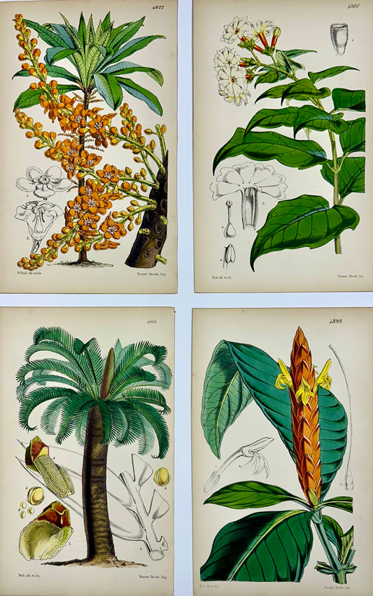 Tropical Botanical Engravings by William Curtis, 1856 (Set of 4)