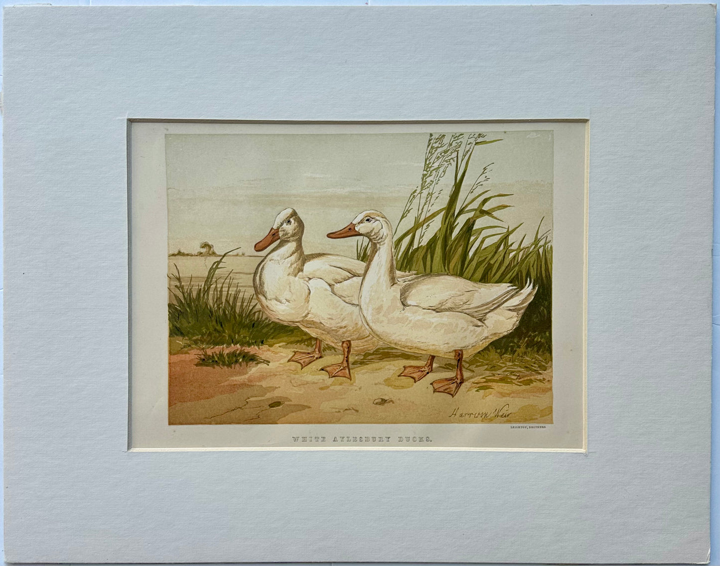 White Aylesbury Ducks by Harrison Weir, 1860
