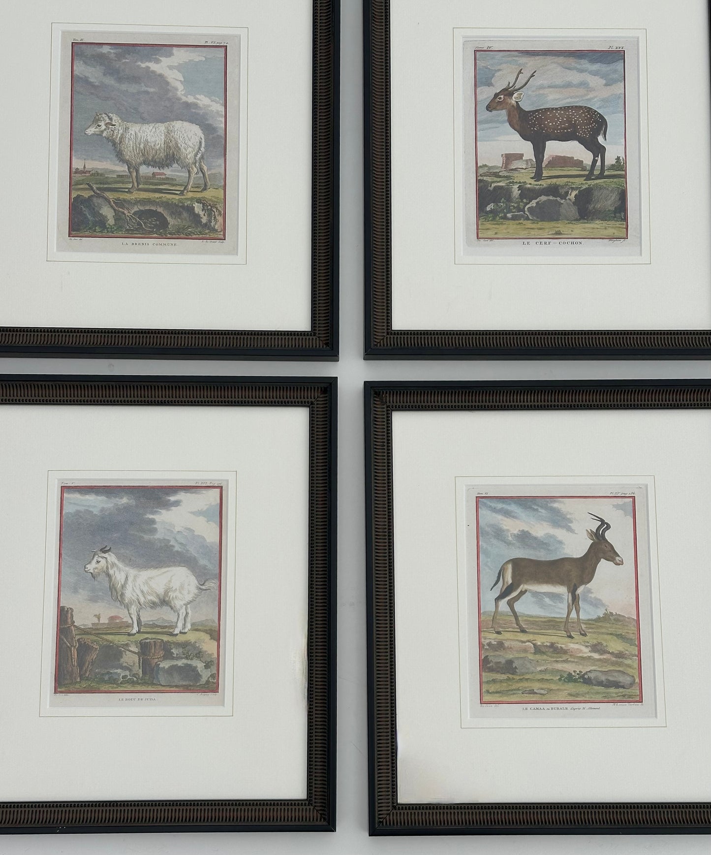 S/4 Buffon Animals, Original engravings, 1755 (framed)