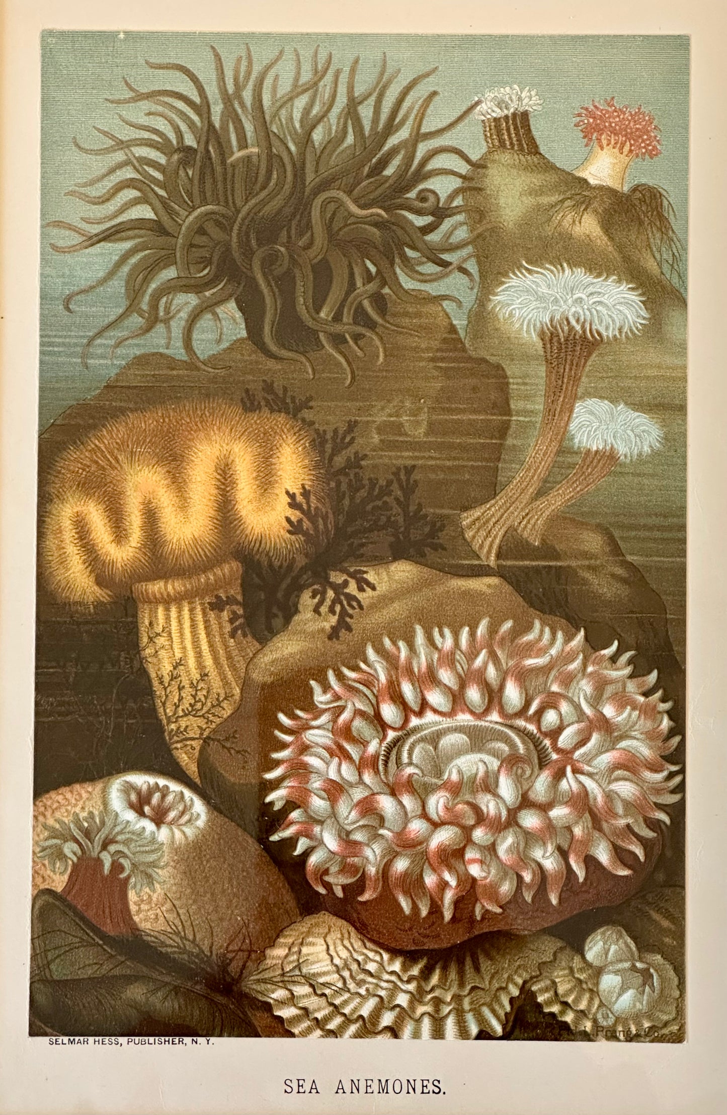 Sea Anemones, Framed Antique Print 1885