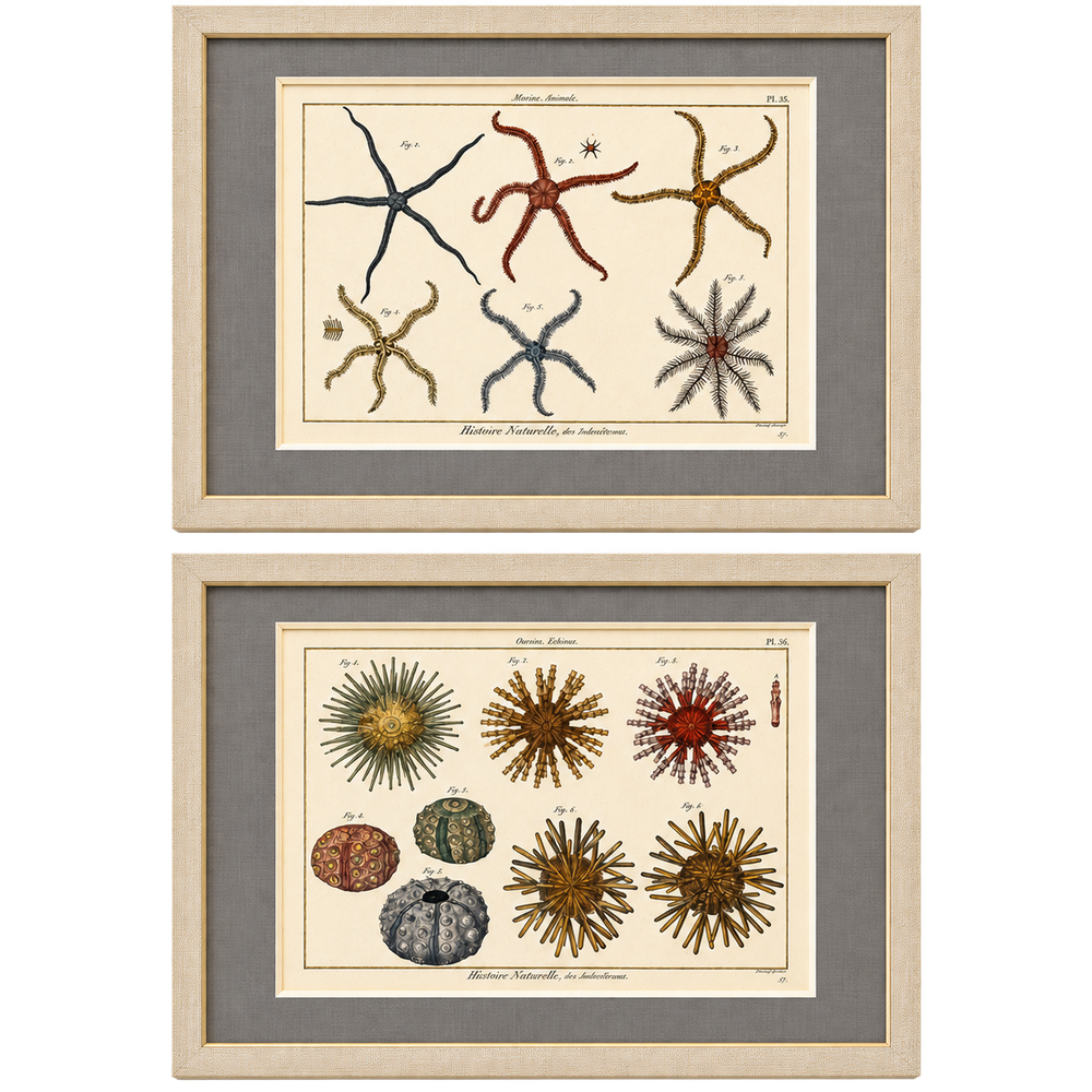 Starfish & Sea Urchins – Set of 2 Custom Framed – Antique Marine Life Engravings by Lamarck, Paris 1791