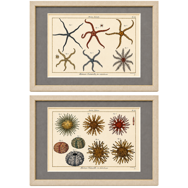 Starfish & Sea Urchins – Set of 2 Custom Framed – Antique Marine Life Engravings by Lamarck, Paris 1791