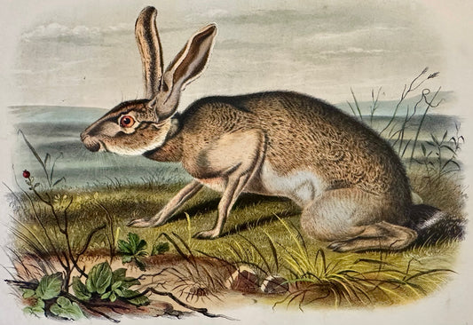 Texan Hare by John James Audubon, 1st Edition Octavo Print, 1842