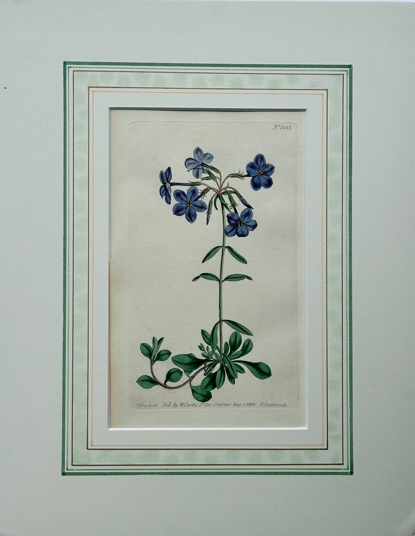 Cassia, Viburnum and Creeping Violet Phlox Botanicals by Curtis (set of 3)