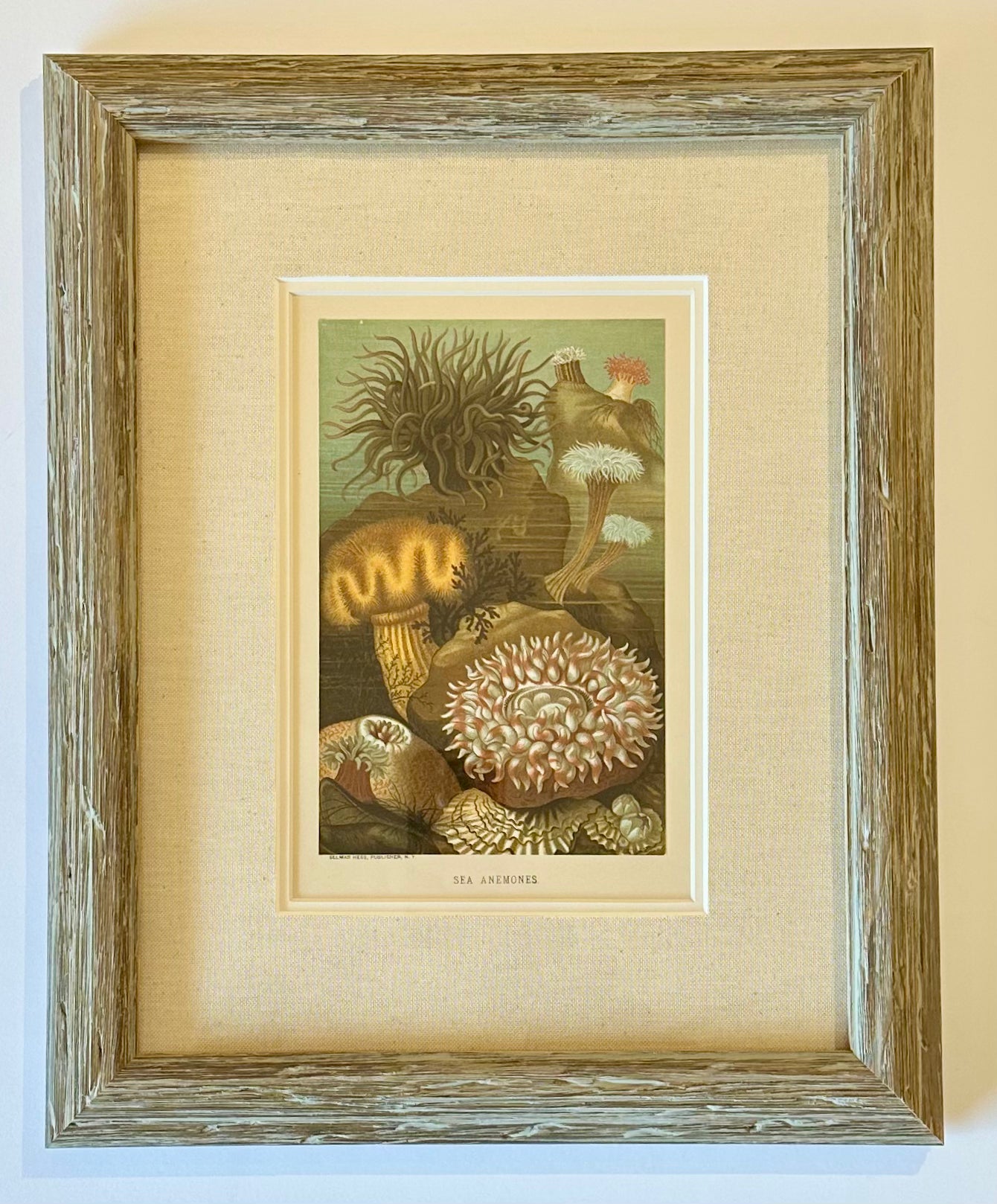 Sea Anemones, Framed Antique Print 1885